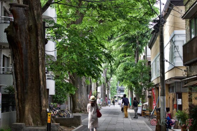 雑司が谷 けやき並木