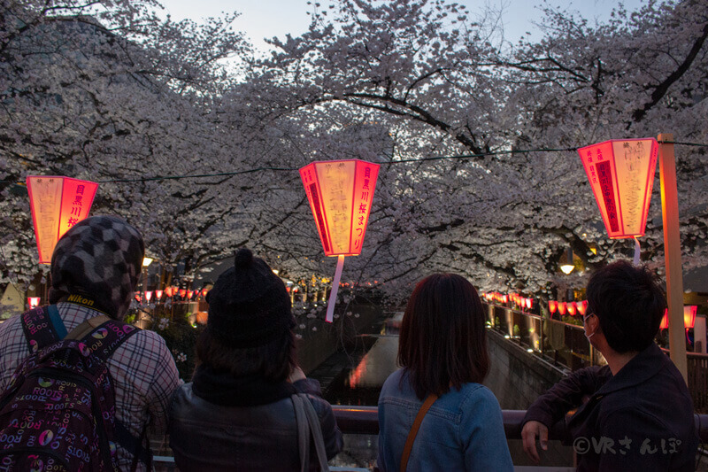 桜満開!目黒川の夜桜を堪能【中目黒桜まつり】