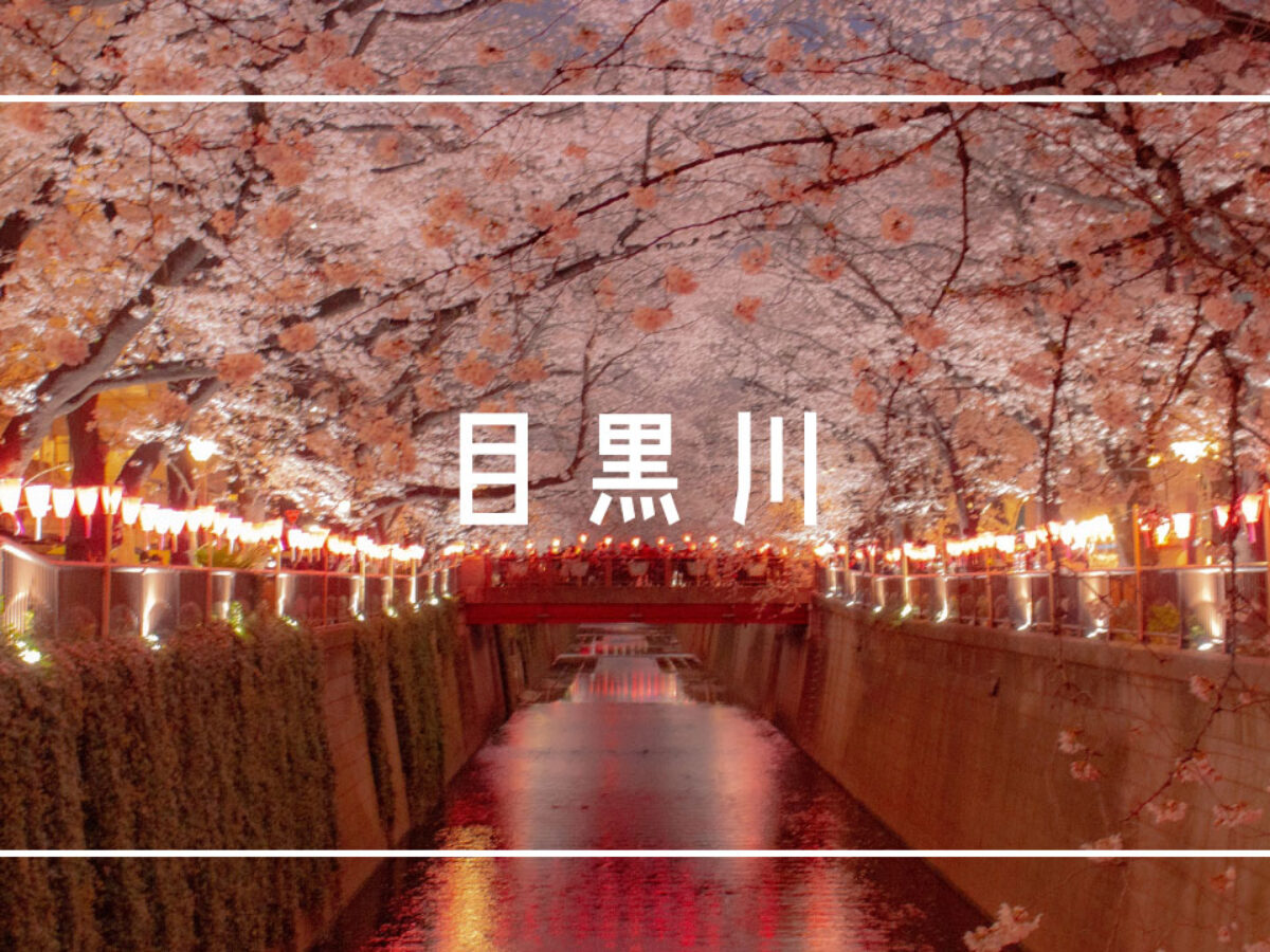 桜満開！目黒川の夜桜を堪能【中目黒桜まつり】